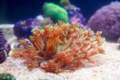 140617 J morska produkty 0352