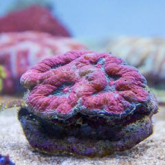 140617 J morska produkty 0080