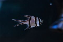 140617 J morska produkty 0448