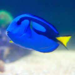 140617 J morska produkty 0341