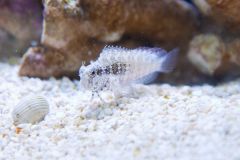 140617 J morska produkty 0454