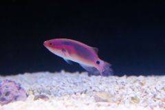 140617 J morska produkty 0419