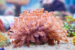 140617 J morska produkty 0044