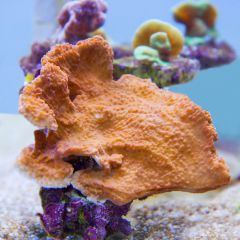 140617 J morska produkty 0139