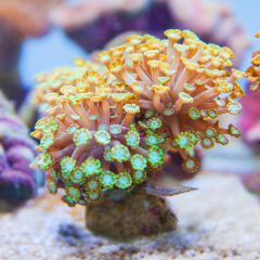 140617 J morska produkty 0542