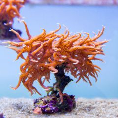 140617 J morska produkty 0166