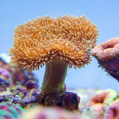 140617 J morska produkty 0548