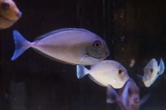 140617 J morska produkty 0501