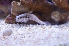 140617 J morska produkty 0458