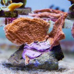 140617 J morska produkty 0152