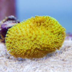 140617 J morska produkty 0234