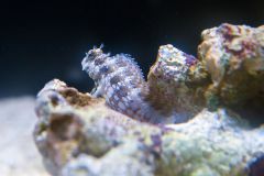 140617 J morska produkty 0525