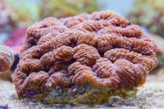 140617 J morska produkty 0106