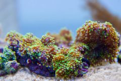 140617 J morska produkty 0241