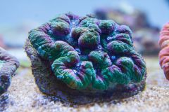 140617 J morska produkty 0099