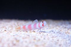 140617 J morska produkty 0527