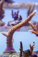 140617 J morska produkty 0230