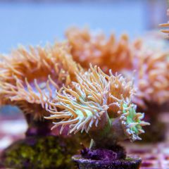 140617 J morska produkty 0198