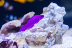 140617 J morska produkty 0441