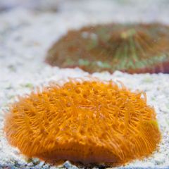 140617 J morska produkty 0550