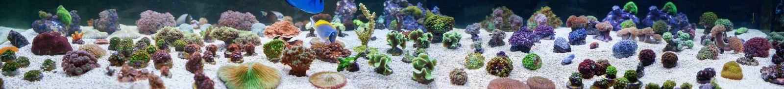 Ryby i koralowce w JadwigaMorska 2