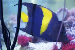 Nowe ryby i bezkręgowce - dostawa z 12.08.