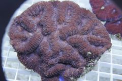 LOBOPHYLLIA 10