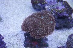 sarcophyton Za 80 Nr 2