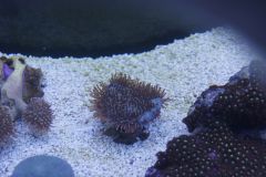 sarcophyton Za 80 Nr 4