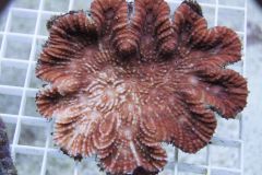 LOBOPHYLLIA 5