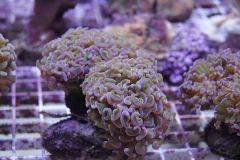 euphyllia ancora Nr 1