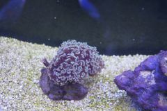 euphyllia ancora Nr 2