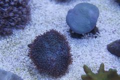 SARCOPHYTON ZA 80 NR 5