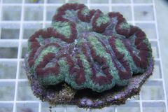 LOBOPHYLLIA 6