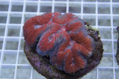 LOBOPHYLLIA 8