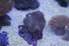 sarcophyton Za 80 Nr 1