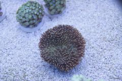 sarcophyton Za 80 Nr 3