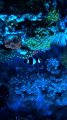 WP 20150716 22 24 36 Pro