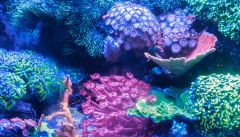 nano Z dnia 19 sierpień 2014   zdjęcie 2