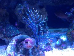 Nowe korale po wymianie za zoa i inne grzyby