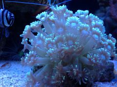 Goniopora od kolegi na przetrzymanie