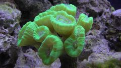 Kopia (2) S1070001 kopia