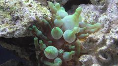 Kopia (2) S1070011 kopia