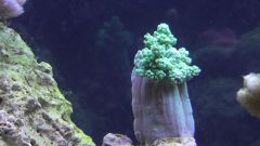 Kopia (2) S1070018 kopia