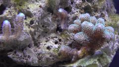 Kopia (2) S1070006 kopia