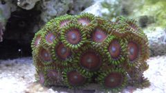 Kopia (2) S1070012 kopia