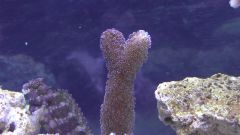 Kopia (2) S1070008 kopia