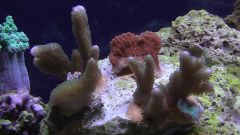 Kopia (2) Kopia S1070002 kopia