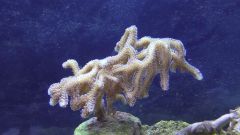 Kopia (2) S1070009 kopia