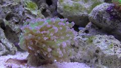 Kopia (2) S1070007 kopia